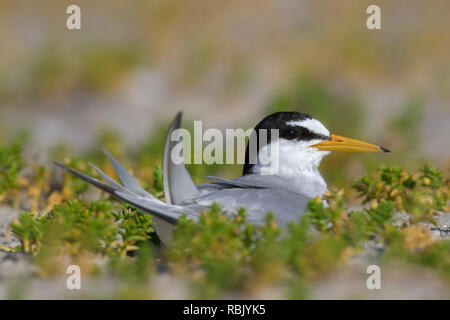 Fraticello (Sternula albifrons / Sterna albifrons) allevamento, incubazione di uova nel nido in saltmarsh in tarda primavera / estate Foto Stock