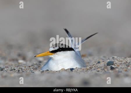 Fraticello (Sternula albifrons / Sterna albifrons) allevamento, incubazione di uova nel nido sulla spiaggia in tarda primavera / estate Foto Stock