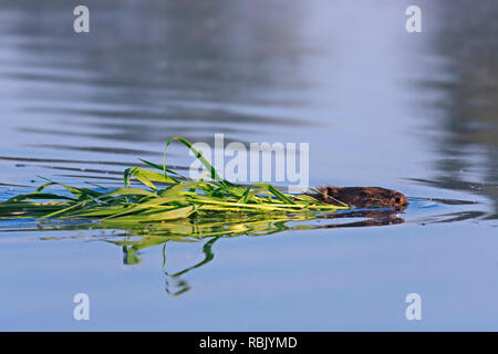 Close up Eurasian beaver / castoro europeo (Castor fiber) nuoto con il ramo in bocca a den / lodge Foto Stock