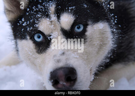 Un bellissimo Siberian Husky cane sta mostrando i suoi occhi blu Foto Stock