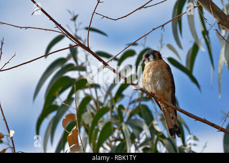 American gheppio (Falco sparverius) appollaiato su un albero di eucalipto all'interno di un parco urbano Foto Stock