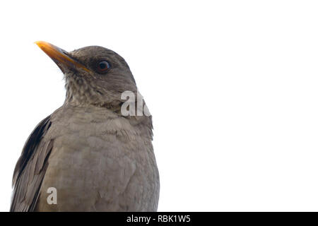 Tordo Chiguanco (Turdus chiguanco) arroccato su barre di ferro all'interno di un parco urbano Foto Stock