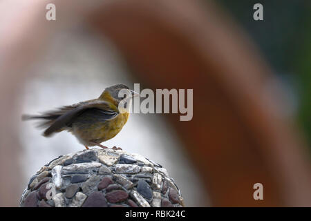 Sierra-Finch peruviana (Phrygilus punensis) arroccato sulle pietre all'interno di un parco urbano Foto Stock