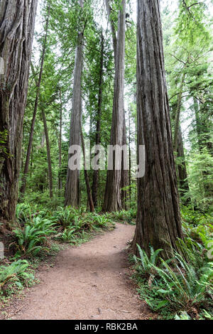 Il Boy Scout Tree si snoda attraverso una selvaggia crescita vecchio redwood (Sequoia sempervirens) foresta in Jedediah Smith Redwoods State Park. Foto Stock