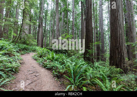 Il Boy Scout Tree si snoda attraverso una selvaggia crescita vecchio redwood (Sequoia sempervirens) foresta in Jedediah Smith Redwoods State Park. Foto Stock