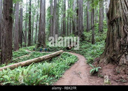 Gli escursionisti sono sopraffatte da giganti coast redwood trees (Sequoia sempervirens) durante le escursioni lungo il Boy Scout Tree Trail nel Jedediah Redwoods State Park. Foto Stock