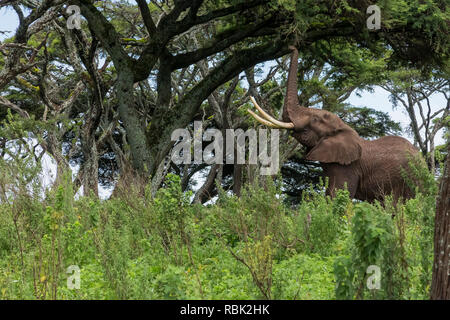 Elefante africano (Loxodonta africana) bull alimentazione su un albero di acacia nel Ngorongoro Conservation Area, Tanzania Foto Stock