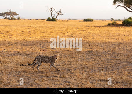 Ghepardo (Acinonyx jubatus) cub camminare attraverso la savana nel Parco Nazionale della Sierra Nevada, Spagna Foto Stock