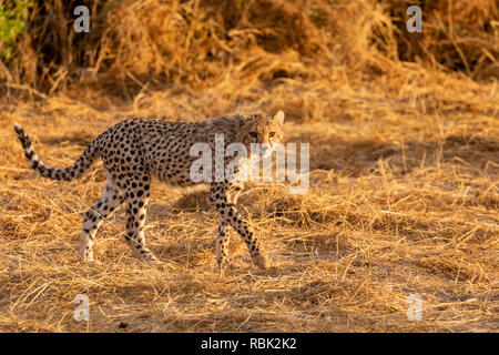 Ghepardo (Acinonyx jubatus) cub sulla caccia la savana nel Parco Nazionale della Sierra Nevada, Spagna Foto Stock