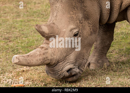 Nord del rinoceronte bianco (Ceratotherium simum cottoni) femmina alimentazione nella specie in via di estinzione Enclosure, Ol Pejeta Conservancy, Kenya. Una delle l Foto Stock