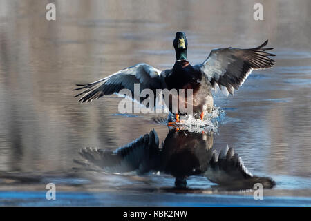 Drake mallard sbarcano su stagno Foto Stock