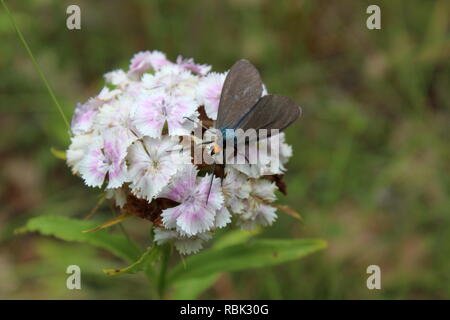 Collare giallo Scape Moth su un dolce Williams Blossom Foto Stock