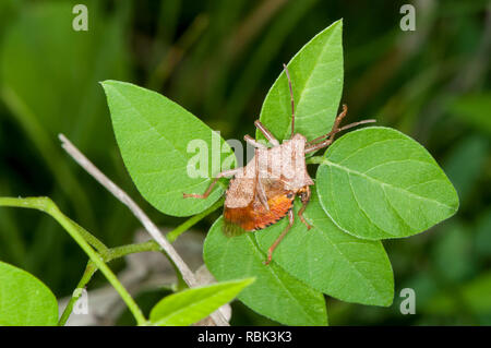Vadnais Heights, Minnesota. John H. Allison foresta. Spined Soldier Bug Podisus maculiventris manca un ala e mostra al di sotto di parti del corpo. Foto Stock