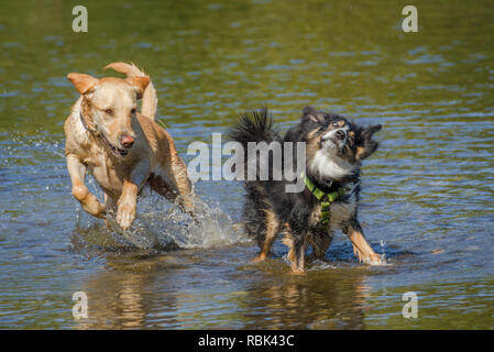 Due cani godetevi la calda estate meteo a Calgary, Alberta, Canada come essi sguazzare e rinfrescarsi nel fiume Bow. Vista frontale, azione, cani in esecuzione. Foto Stock