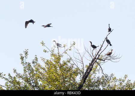 I cormorani, alcuni battenti, altri appollaiato in alberi vicino al Fiume Bow, dove immergersi per pesci, sul giorno di estate a Calgary, Alberta, Canada. Foto Stock