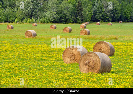 Rotoli di fieno giacente in un campo con la fioritura birdsfoot trefoil, Sault Ste. Marie, Michigan, Stati Uniti d'America Foto Stock