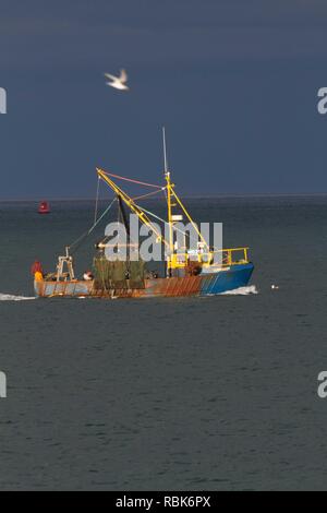 A strascico costiera in poco profondo mare costiero la pesca di vita marine che possono minacciare la colonia di po ter(Sterna albifrons) .vita marina parte della catena ecologica che influenzano il ciclo di vita dei cicerelli ,capo oggetto di preda di poco Sterne -specie indicatore del cambiamento climatico. Con il Fraticello peschereccio di cui sopra . Foto Stock