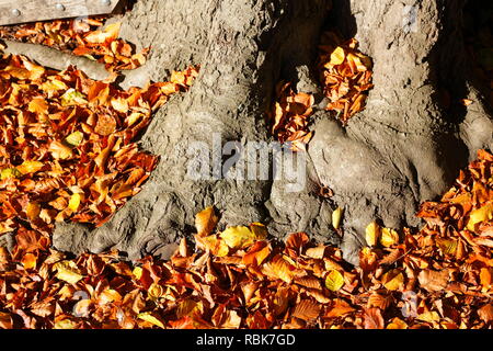 Vecchio nodose tronco di albero e colorati di foglie di autunno sdraiato sul pavimento, in Germania, in Europa mi Alter knorriger Baumstamm, buntes Herbstlaub auf dem Boden liegen Foto Stock