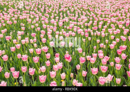 Radura di tulipani rosa in primavera Foto Stock