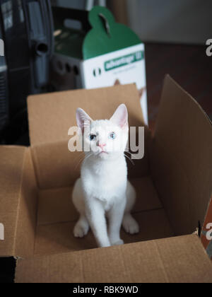 Il Mitzie colorpoint Siamese con gli occhi blu nella casella Foto Stock