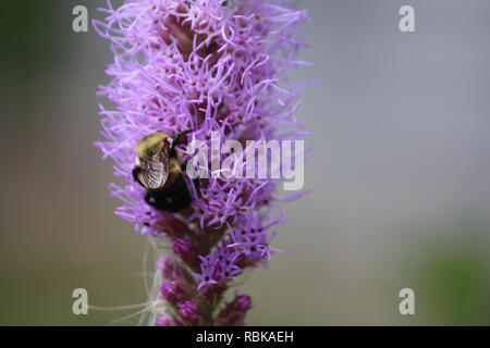 Ripresa macro di un bumblebee alimentazione su un viola Liatris fiore Foto Stock