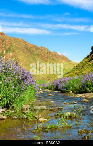 Piccolo fiume con fiori passando attraverso la valle di Yol nel deserto dei Gobi su un blu perfetto giorno (deserto dei Gobi, Mongolia, Asia) Foto Stock