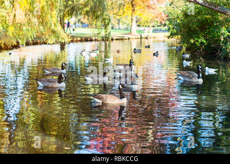 Le anatre di nuoto nel lago in autunno park. Messa a fuoco selettiva, spazio di copia Foto Stock