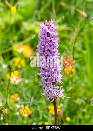 Common spotted orchid flower ( Dactylorhiza fuchsii ) Foto Stock