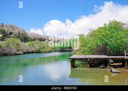 Vista del percorso di legno vicino alla laguna situato nel manrgove su San Cristobal Island, Isole Galapagos Foto Stock