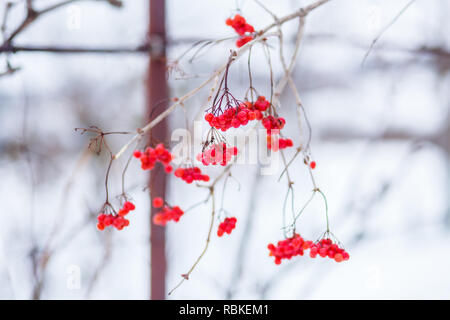 Inverno pallon di maggio, viburnum frutti sulla struttura ad albero, ucraino pallon di maggio, uno stile di vita sano, fructaria Foto Stock