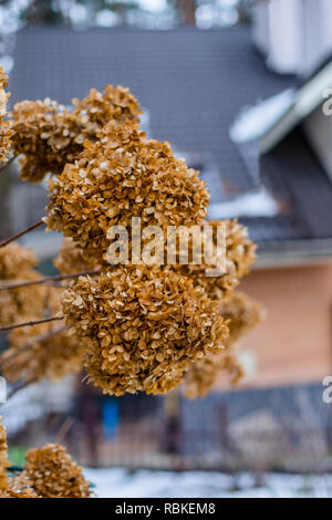 Ramo secco hydrangea su una boccola nel giardino d'inverno. Cumuli di neve di neve nel giardino. Foto Stock