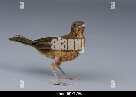 Brown trush bird guarda nella telecamera in piedi sul grigio di sfondo per studio Foto Stock