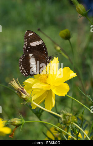 Asteraceae caudatus Cosmos Foto Stock