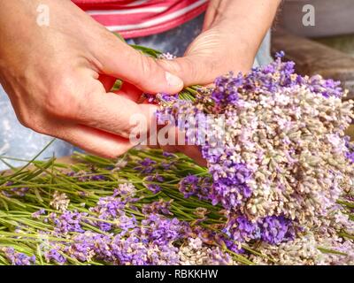 Ragazza preparare aromatici di erbe officinali per camere da letto. Bel mazzo di lavanda fresca (Lavandula angustifolia) Foto Stock