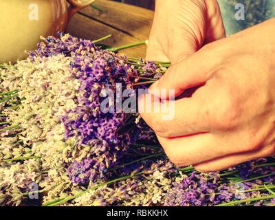 Ragazza preparare aromatici di erbe officinali per camere da letto. Bel mazzo di lavanda fresca (Lavandula angustifolia) Foto Stock