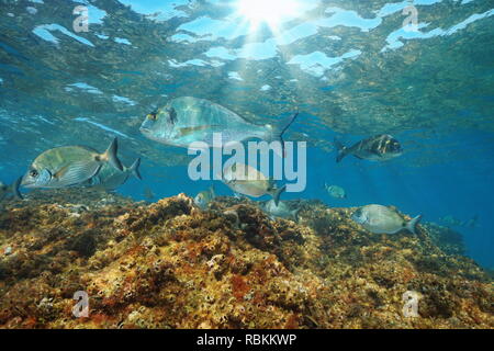 Orate sottomarino di pesci nel mare Mediterraneo (testa dorato e saraghi), Francia Foto Stock