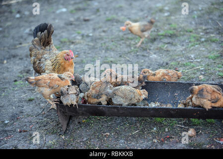 Red hen e pulcini mangiare dal canale Foto Stock