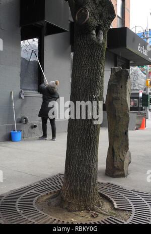 New York, Stati Uniti d'America. Decimo gen, 2019. Alberi piantati come una continuazione di Joseph Beuys' opera d'arte '7000 Oaks' stand nel ventiduesimo area di strada di New York del quartiere di Chelsea. Credito: Johannes Schmitt-Tegge/dpa/Alamy Live News Foto Stock