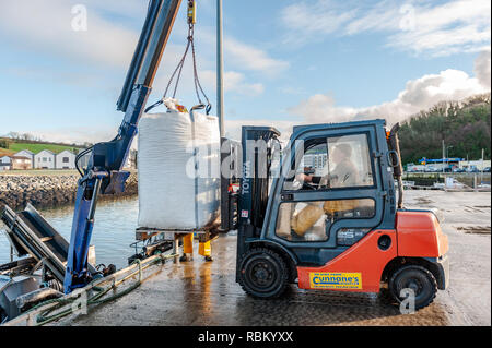 Bantry, West Cork, Irlanda. Xi gen, 2019. I pescatori sbarcare le loro catture di cozze su Bantry quay su un unseasonably bella giornata invernale e, le cozze sono vincolati per la Francia. Il giorno continuerà ad essere soleggiato ma con intervalli di tempo nuvoloso amid alti di 8 a 11° Celsius. Credito: Andy Gibson/Alamy Live News. Foto Stock