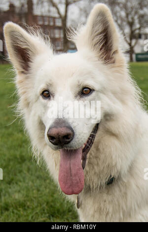Peckham Rye Park, London, Regno Unito. Xi gen, 2019. Un felice White cane pastore con la lingua di fuori dopo una passeggiata in Peckham Rye Park. Credito: David Rowe/Alamy Live News Foto Stock