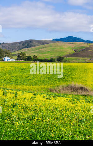 Un campo di fiori selvatici giallo; agriturismo e le montagne sullo sfondo, Half Moon Bay, California Foto Stock