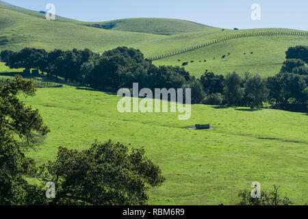 Il pascolo di bestiame su erba colline coperte di missione, sentiero di picco, South San Francisco Bay, California Foto Stock