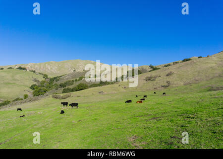 Il pascolo di bestiame su erba colline coperte di missione, picco in background, South San Francisco Bay, California Foto Stock