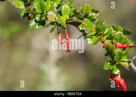 Fiori di fucsia-fiorito ribes (Ribes speciosum) in un giardino, California Foto Stock