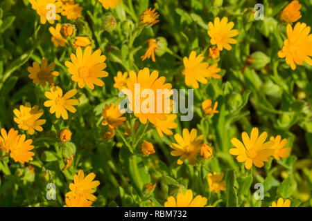 Orange calendula (Calendula arvense) millefiori, California Foto Stock