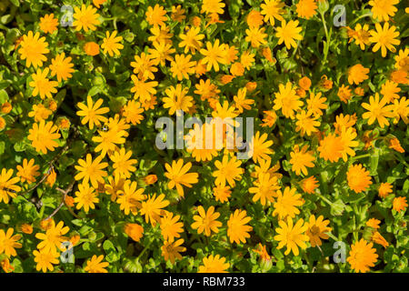 Orange calendula (Calendula arvense) millefiori, California Foto Stock