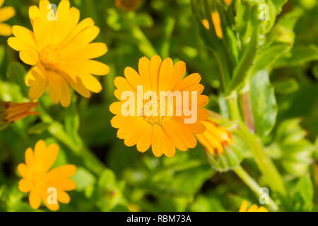 Macro di orange calendula (Calendula arvense) millefiori, California Foto Stock