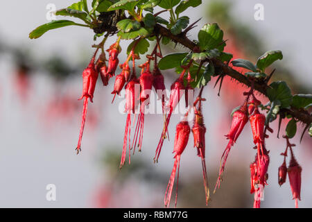 Fiori di fucsia-fiorito ribes (Ribes speciosum) in un giardino, California Foto Stock