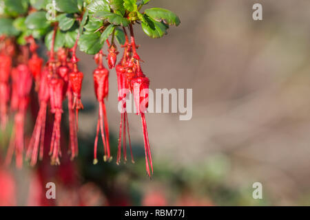 Fiori di fucsia-fiorito ribes (Ribes speciosum) in un giardino, California Foto Stock