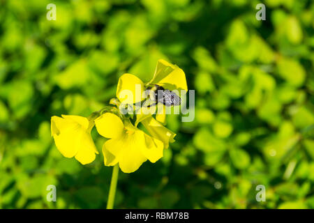 Bumblebee impollinare a Bermuda buttercup flower, California Foto Stock